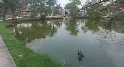 Denuncian vandalismo y daños a la fauna de la laguna los patos en la Unidad Modelo de Tampico.