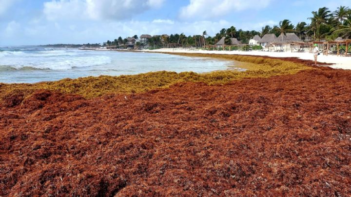 Sargazo rompe récord: Alcanza máximo histórico en abril y prevén altos niveles en 2022