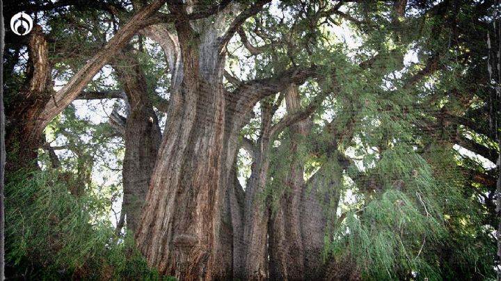 Glorieta del Ahuehuete: ¿Cuántos años puede vivir este árbol?