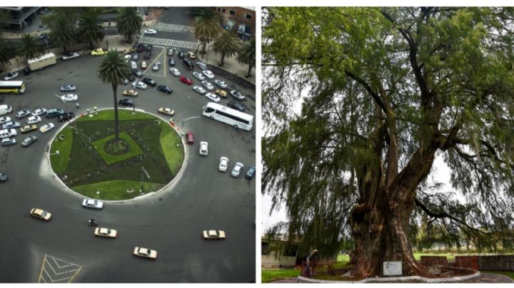 Glorieta del Ahuehuete: se plantará el árbol el 5 de junio, anuncia Sheinbaum