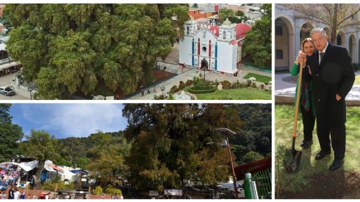 Glorieta del Ahuehuete: Estos son los 5 ejemplares más 'famosos' en México