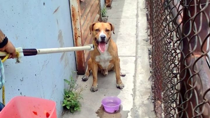 ¡Milagro en el Metro! Teco, el 'lomito', se salva de las vías y ahora busca familia