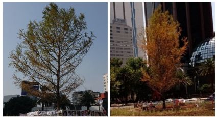 Glorieta del ahuehuete: ¿El árbol está sano o se está secando? Gobierno lo explica