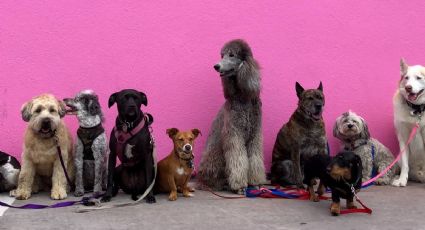 Perritos: estas son las 5 razas de ‘lomitos’ que viven menos años