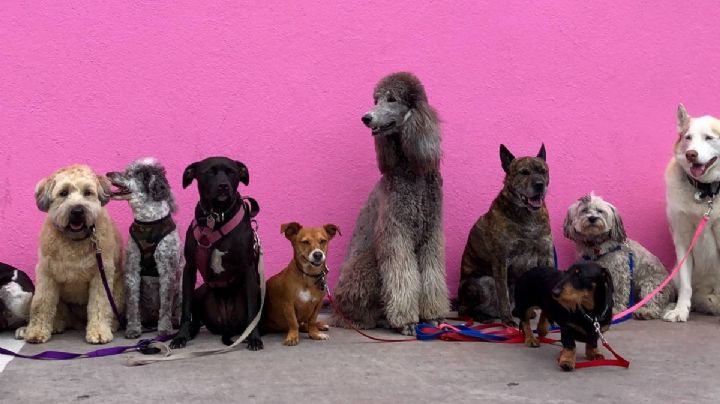 Perritos: estas son las 5 razas de ‘lomitos’ que viven menos años