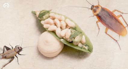 Viscosos pero sabrosos: 10 insectos que SÍ puedes comer y cuáles NO