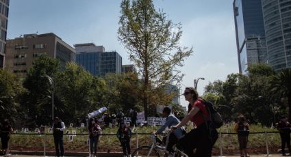 'Ahorita no me hablen': Piden no visitar el ahuehuete de Reforma durante adaptación