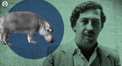 Y hablando de tigres sueltos: ¿qué fue de los hipopótamos de Pablo Escobar?