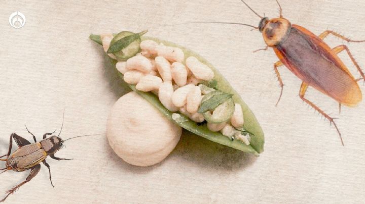 Viscosos pero sabrosos: 10 insectos que SÍ puedes comer y cuáles NO