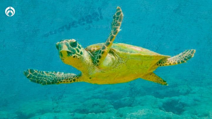 Día Mundial de las Tortugas Marinas: ¿Cuántos tipos hay en México y cuáles son?