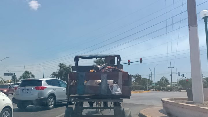 ¡No más maltrato animal! Carretoneros ya no podrán utilizar caballos en Madero