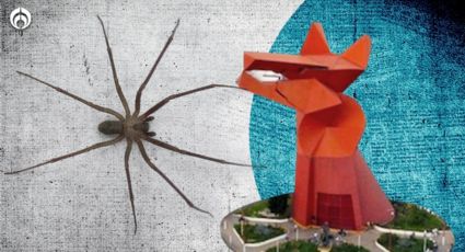 Araña violinista: ¿en qué partes del Valle de México está 'prendiendo alarmas'?