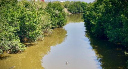 Ecología podría aplicar multas de 20 mil pesos a quienes tiren basura en manglares