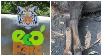 Crimen ‘alcanza’ a animalitos en Colima: balean a 2 ejemplares en zoológico