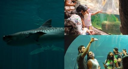 Aquarium: ¿ya lo conoces? Sucesor del Acuario de Veracruz lanza estos descuentos