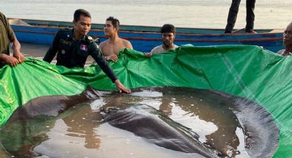 (VIDEO) iUn 'monstruo' acuático! Hallan en Asia gigante especie nunca antes vista