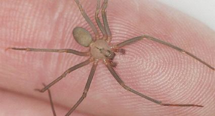 Araña violinista: ¿qué insecticida puedo usar si hay en mi casa?