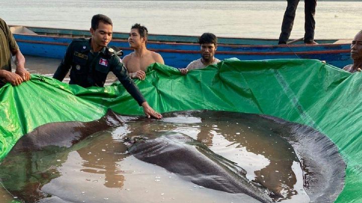 (VIDEO) iUn 'monstruo' acuático! Hallan en Asia gigante especie nunca antes vista