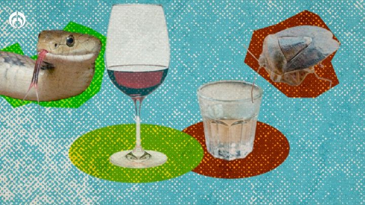 Bebidas random: vino de serpiente venenosa, mezcal con jumilines vivos y más