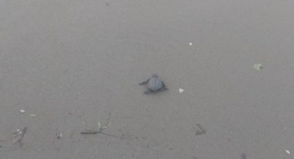 Crías de tortugas Lora son liberadas en playa de Coatzacoalcos