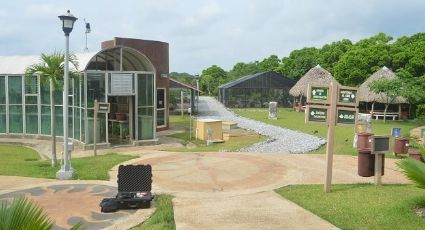 Museo del jaguarundi: el felino salvaje menos valorado