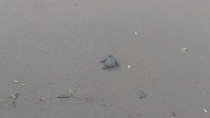 Crías de tortugas Lora son liberadas en playa de Coatzacoalcos