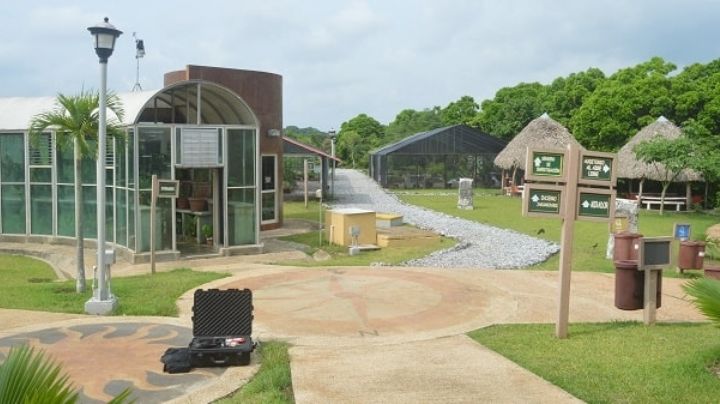 Museo del jaguarundi: el felino salvaje menos valorado