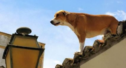 ¡No al maltrato animal! Animalistas piden no dejar mascotas en azoteas