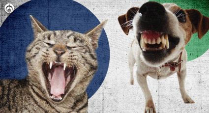 Perritos y gatitos: 6 claves para cuidar la salud dental de tu mascota