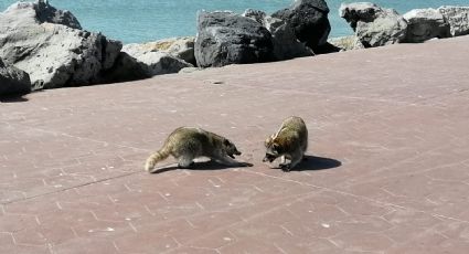 ¿El verdadero riesgo en Tampico son los mapaches y NO los cocodrilos?