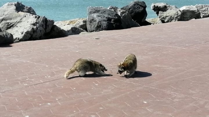 ¿El verdadero riesgo en Tampico son los mapaches y NO los cocodrilos?