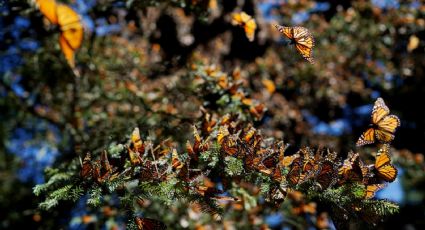 ¡Buenas noticias! Las mariposas monarcas 'repuntan' en bosques de México