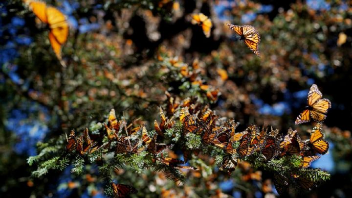 ¡Buenas noticias! Las mariposas monarcas 'repuntan' en bosques de México