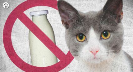 ¿Es cierto que la leche le hace daño a los gatos?