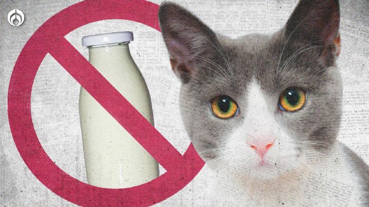 ¿Es cierto que la leche le hace daño a los gatos?