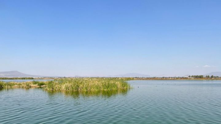 'Blindan' al Lago de Texcoco: Gobierno lo incorpora a lista de humedales de importancia mundial