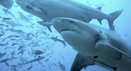 Temporada de tiburones: Colosal escualo blanco sorprende a turistas en Nueva Jersey