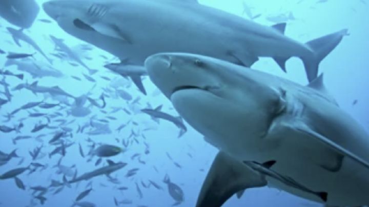 Temporada de tiburones: Colosal escualo blanco sorprende a turistas en Nueva Jersey