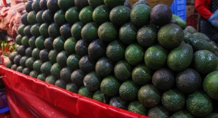 ¿Guacamole? ¡Ahí para la otra! Precio del aguacate está casi en 140 pesos el kilo