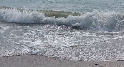 Continua contaminación en playa Tesoro… Empresas industriales afectan flora y fauna de la zona