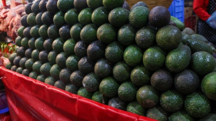 ¿Guacamole? ¡Ahí para la otra! Precio del aguacate está casi en 140 pesos el kilo