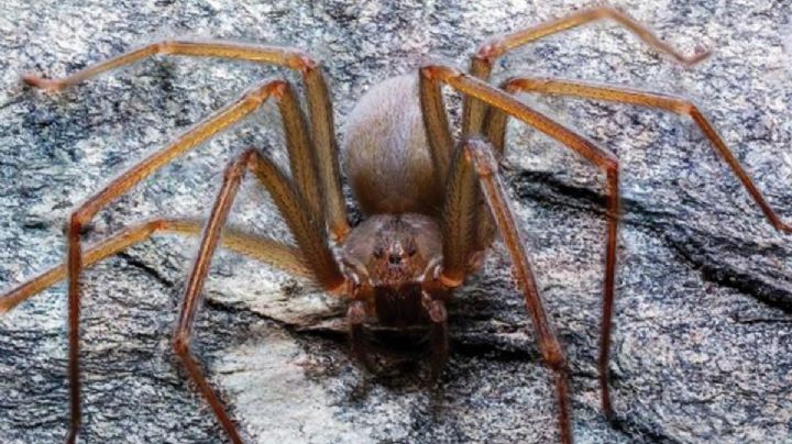 Araña violinista: ¿cuál es el antídoto ante su mordedura?