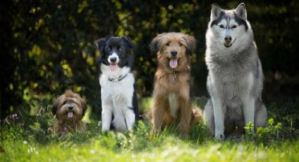 Perritos: ¿cuáles son las razas que más se roban en México?