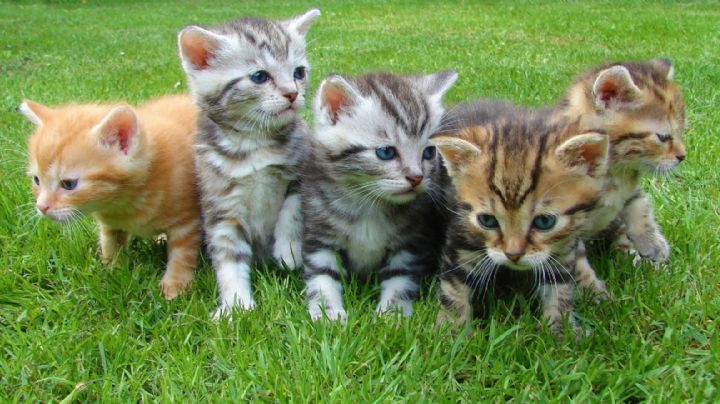 Gatitos: ¿cuáles son las razas más longevas de 'michis´?