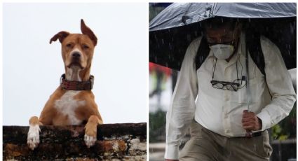 Clima para hoy jueves 14 de julio: ¡No dejes al ‘lomito’ en la azotea! Lloverá y duro