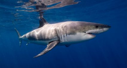 Día Internacional de los Tiburones: ¿de qué se alimentan y cuántos dientes tienen?