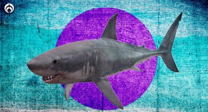 Día Internacional de los Tiburones: ¿dónde viven en México y cuántas especies hay?