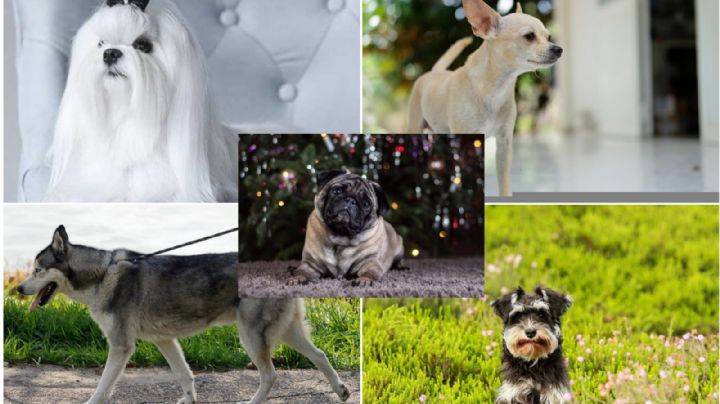 Perritos: Las 5 razas con pedigrí más baratas en México