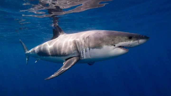 Día Internacional de los Tiburones: ¿de qué se alimentan y cuántos dientes tienen?