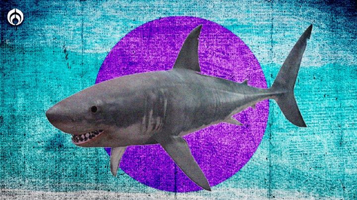 Día Internacional de los Tiburones: ¿dónde viven en México y cuántas especies hay?